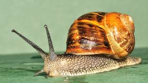 Snail Baits… Not just toxic to Snails…