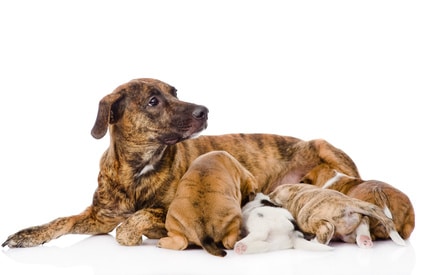 Did you know that it is Illegal to Breed or Sell a Dog or Cat in the ACT without a Licence?