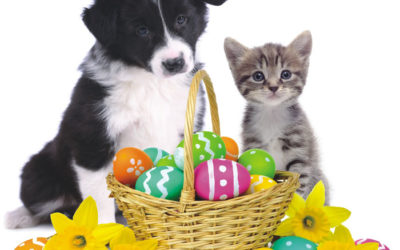 Happy Easter Canberra! Easter is full of delicious sweats and treats… but these can be deadly to your pet! Please be aware of the dangers and know how to keep your best friend safe this Easter!